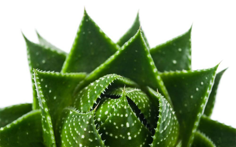 記住這四條規則，巧用植物甲醛治理！