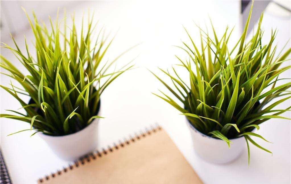 植物能治理甲醛嗎?科學(xué)使用植物很重要 植物能治理甲醛嗎?科學(xué)使用植物很重要