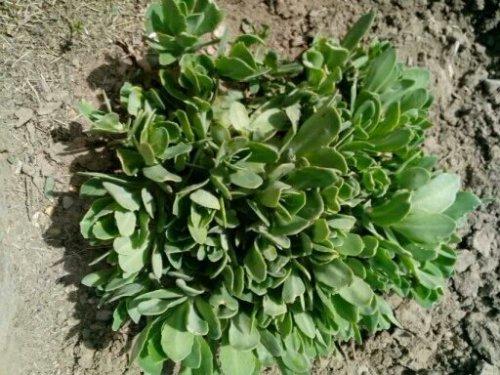 哪些植物可以除甲醛,本事***呢? 哪些植物可以除甲醛,本事***呢?