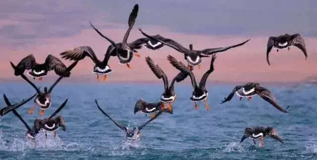 環境空氣會影響到遷徙的鳥類嗎 環境空氣會影響到遷徙的鳥類嗎