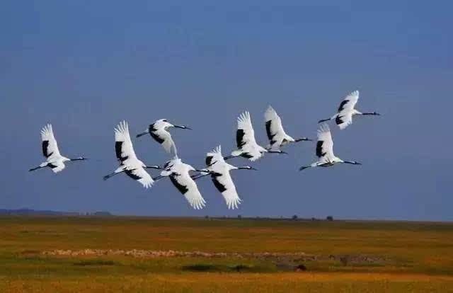 環境空氣會影響到遷徙的鳥類嗎 環境空氣會影響到遷徙的鳥類嗎