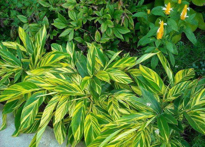 新房除甲醛，您一定不會失手！