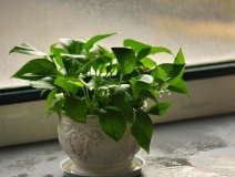 室內除甲醛方法你知道多少?哪些是有用的