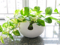 除甲醛,刻不容緩,專家教你如何除甲醛最有效