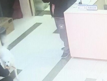 有問題找警察,薩摩耶派出所報(bào)案,不注意這件事,對狗狗致命,警察蜀黍卻幫不上忙!