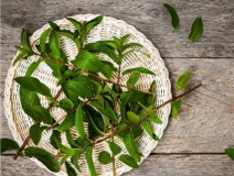 植物可以去甲醛嗎?甲醛治理原理是什么