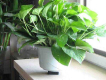 去除甲醛的最好方法到底是什么?