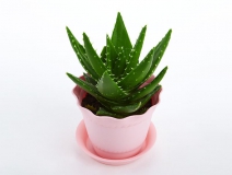 去除房間甲醛的植物有哪些?