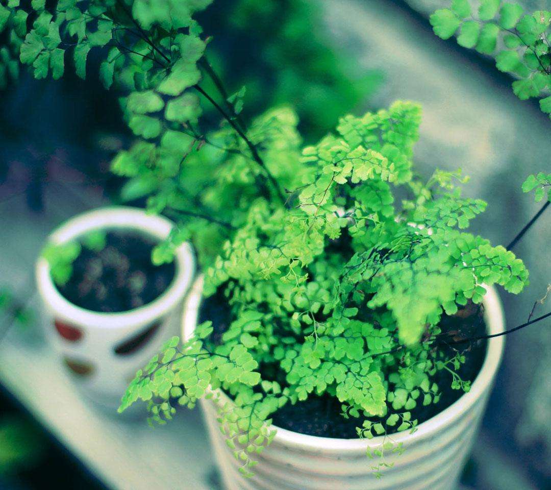 甲醛治理 甲醛治理