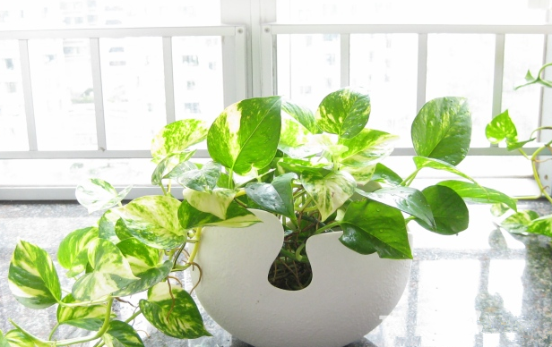 別大意！七大除甲醛“誤區(qū)”，信了你反而會生病！通風、綠植、活性炭、熏蒸……你中招了嗎？